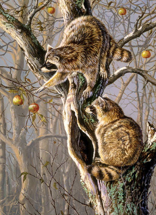 Ringtail Raiders | Discontinued 1000 Piece (Old Big Box)