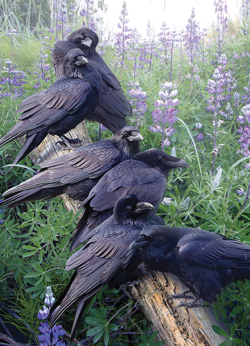 Cita del cuervo | 1000 piezas
