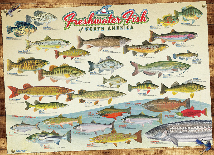 Freshwater Fish of North America | 1000 Piece