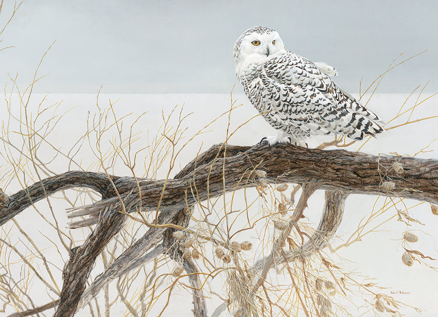 Fallen Willow - Snowy Owl | 500 Piece