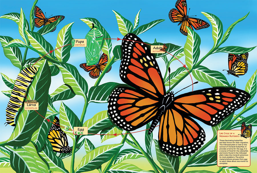 Ciclo de vida de una mariposa monarca (piso 48 piezas)